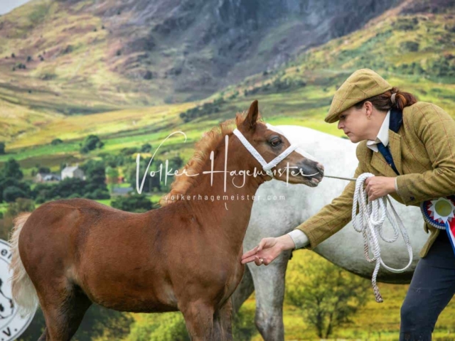 IG Welsh Regionalschau Sekt. A 3