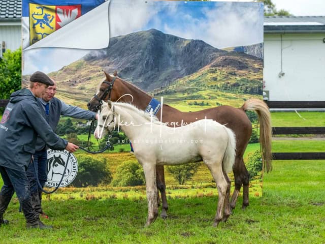 IG Welsh Regionalschau Sekt. B 2
