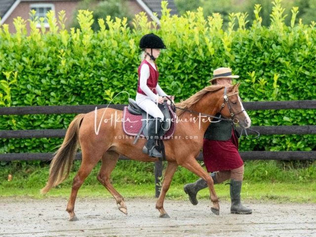 IG Welsh Schau Reitklassen 26