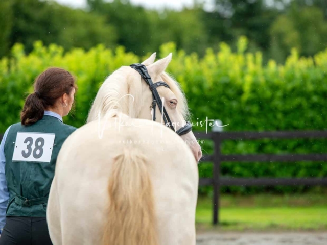 IG Welsh Schau Reitklassen 2