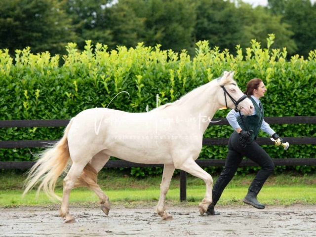 IG Welsh Schau Reitklassen 7