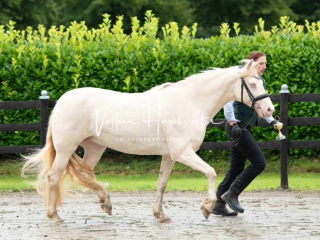 IG Welsh Schau Reitklassen 9