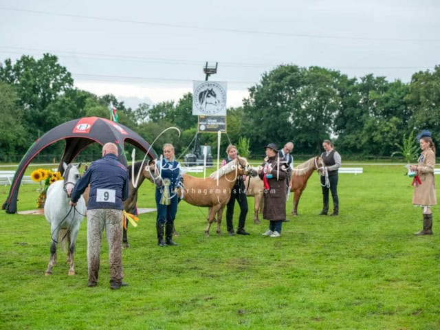 IG Welsh Regionalschau Impressionen 11