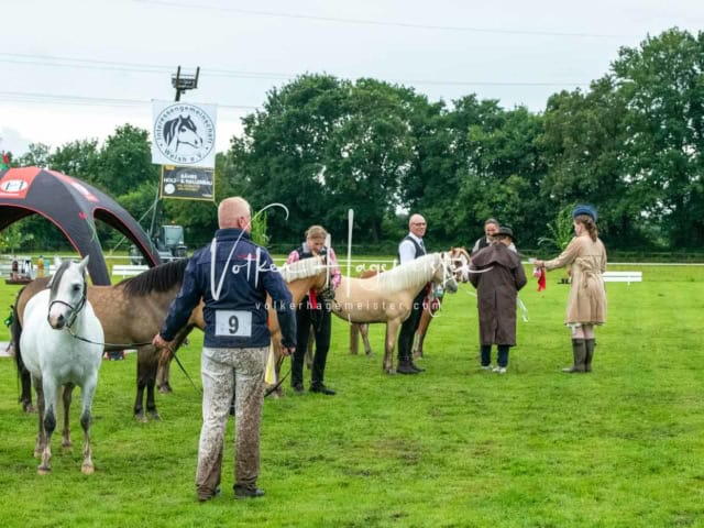 IG Welsh Regionalschau Impressionen 12