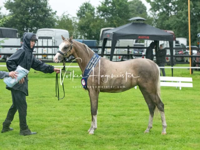 IG Welsh Regionalschau Sekt. B 3