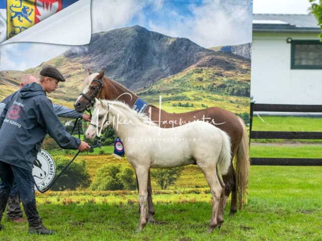 IG Welsh Regionalschau Sekt. B 4