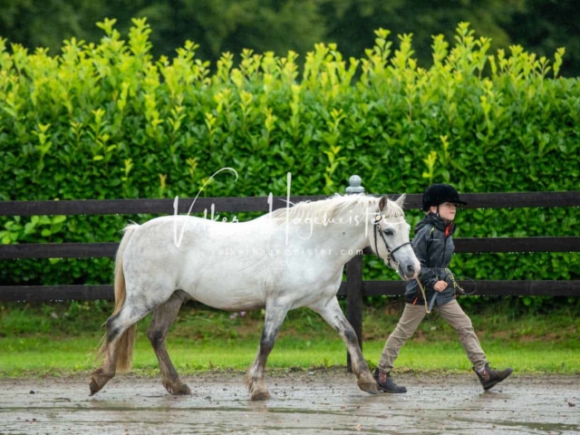 IG Welsh Schau Reitklassen 14