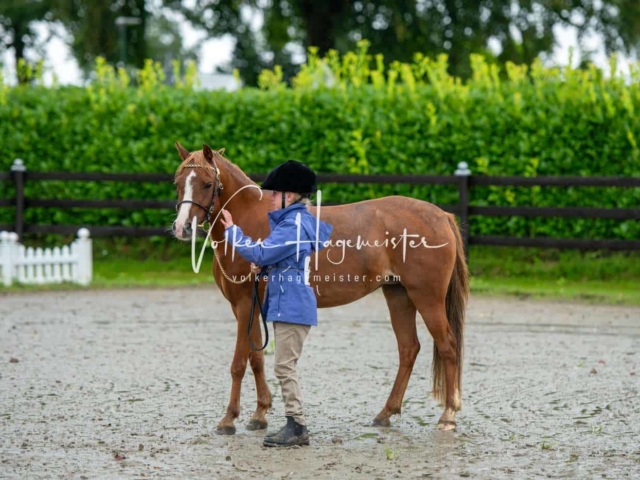 IG Welsh Schau Reitklassen 15