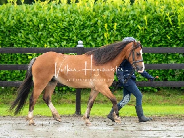 IG Welsh Schau Reitklassen 16