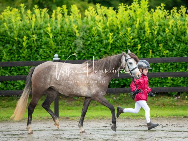 IG Welsh Schau Reitklassen 17