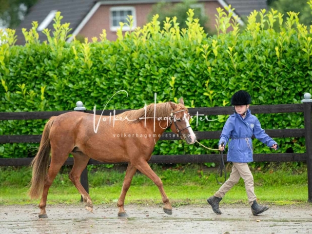 IG Welsh Schau Reitklassen 18