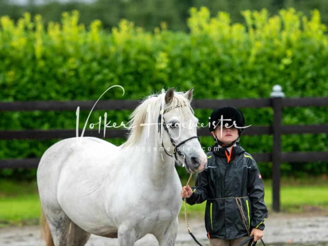 IG Welsh Schau Reitklassen 19