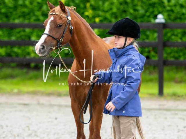 IG Welsh Schau Reitklassen 21