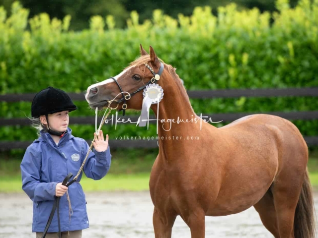 IG Welsh Schau Reitklassen 27