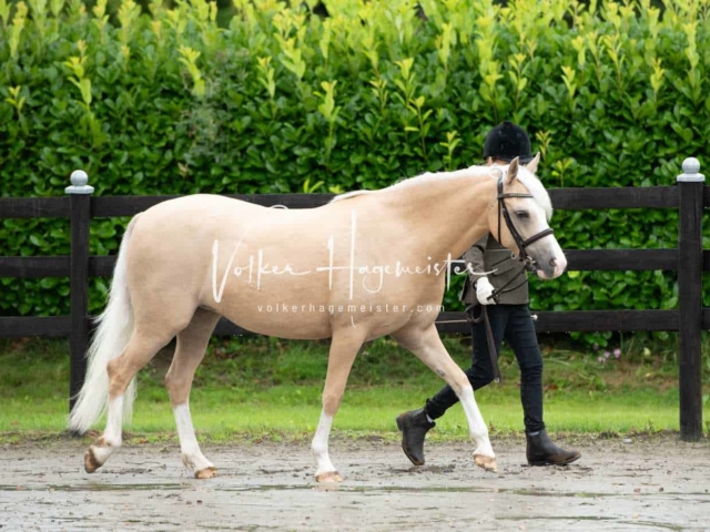 IG Welsh Schau Reitklassen 30