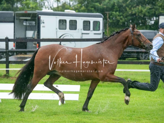 IG Welsh Regionalschau Sekt. Pb 2