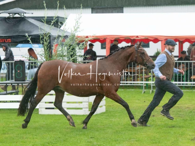 IG Welsh Regionalschau Sekt. Pb 3