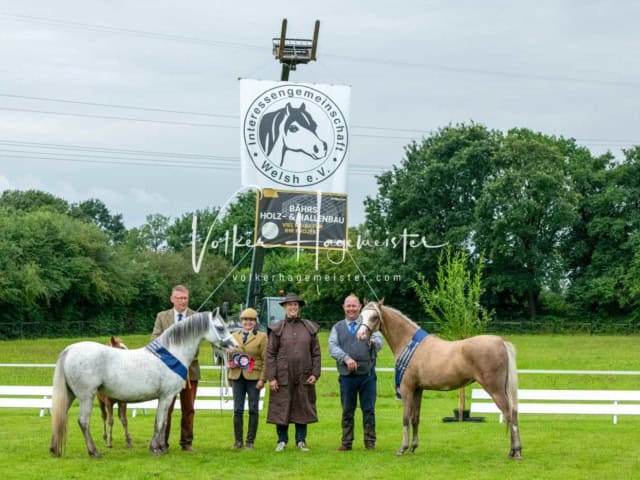 IG Welsh Regionalschau Sekt. B 6