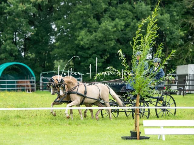 IG Welsh Regionalschau Schaubilder 3