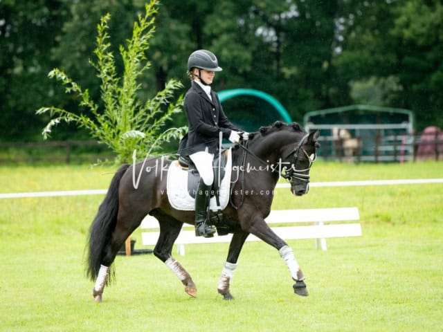 IG Welsh Regionalschau Schaubilder 5