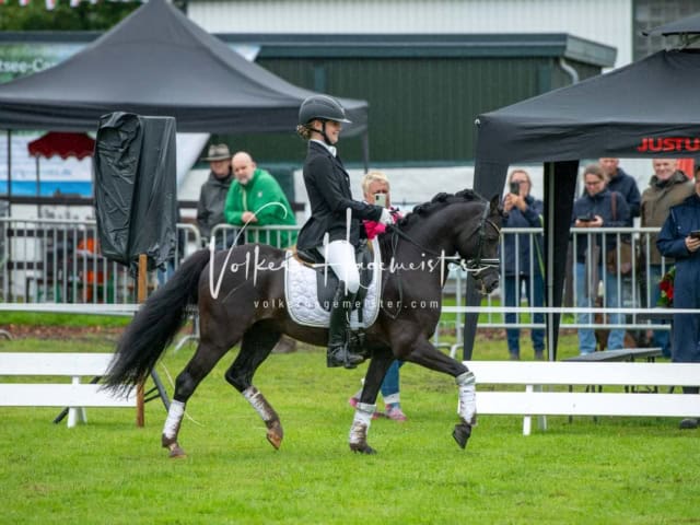 IG Welsh Regionalschau Schaubilder 6