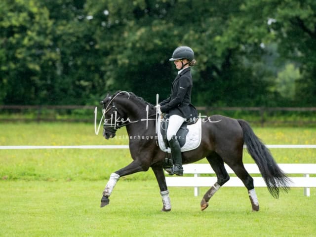 IG Welsh Regionalschau Schaubilder 8