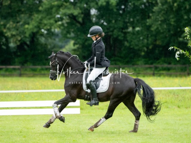 IG Welsh Regionalschau Schaubilder 9