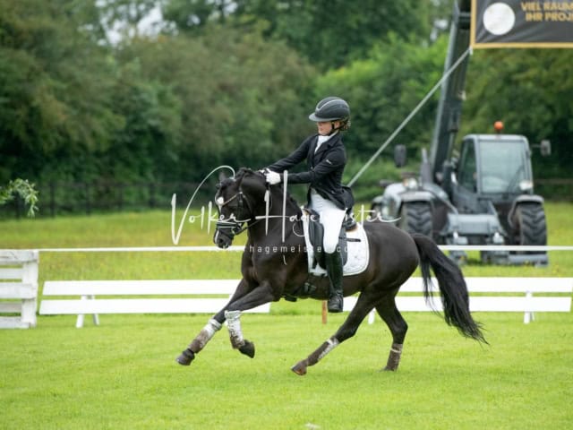 IG Welsh Regionalschau Schaubilder 10