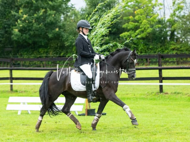 IG Welsh Regionalschau Schaubilder 11