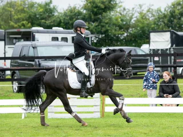 IG Welsh Regionalschau Schaubilder 12