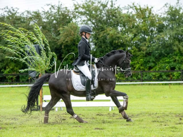 IG Welsh Regionalschau Schaubilder 13