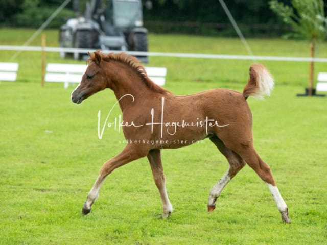 IG Welsh Regionalschau Schaubilder 14