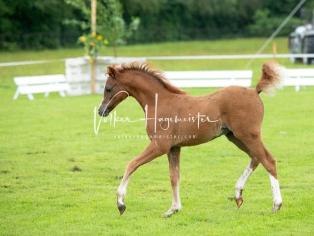 IG Welsh Regionalschau Schaubilder 15