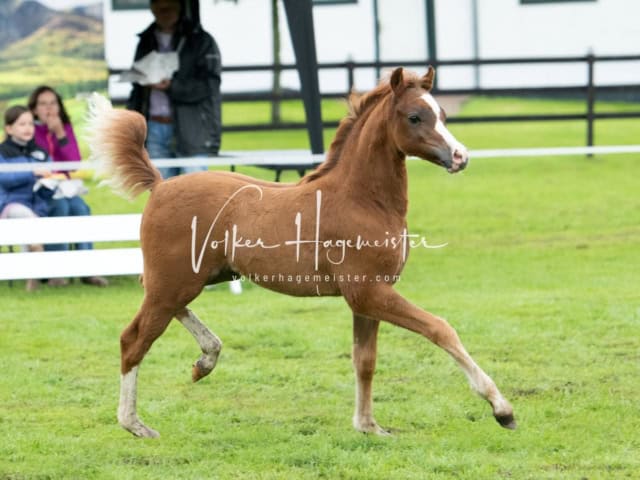 IG Welsh Regionalschau Schaubilder 16