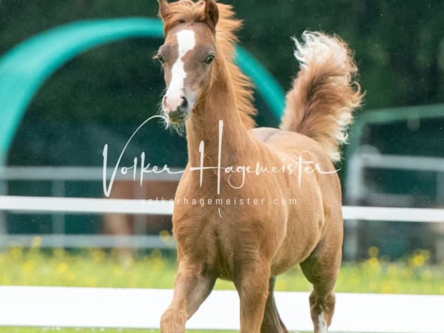 IG Welsh Regionalschau Schaubilder 18