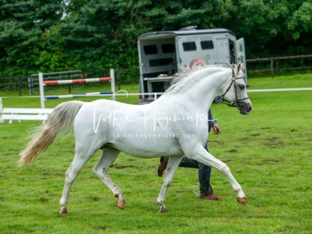 IG Welsh Regionalschau Schaubilder 19