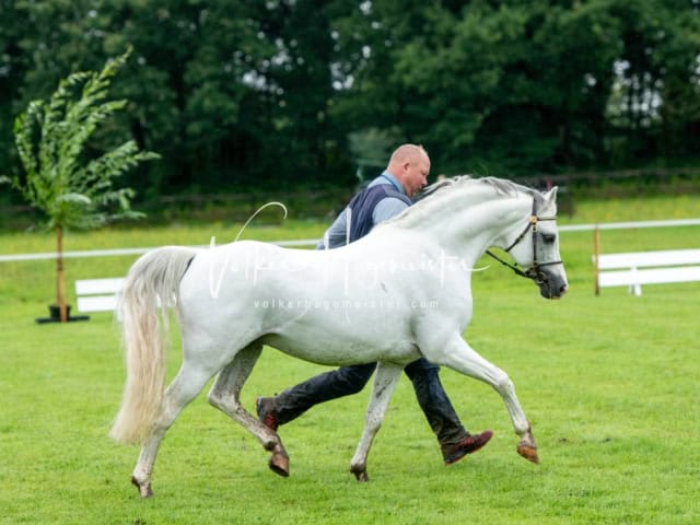 IG Welsh Regionalschau Schaubilder 20