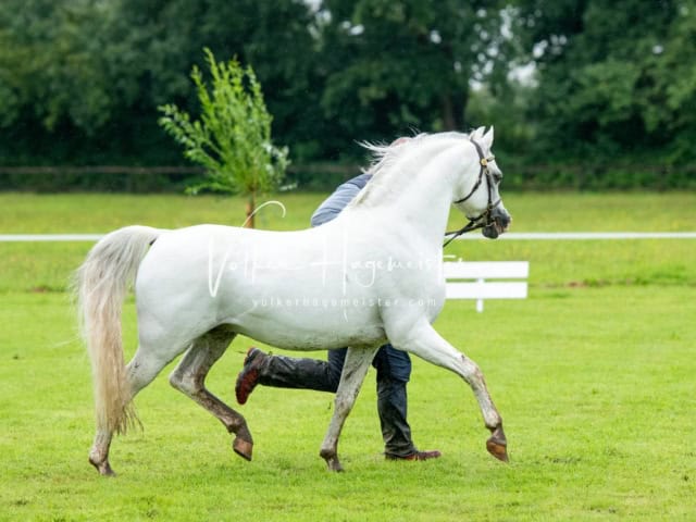 IG Welsh Regionalschau Schaubilder 21