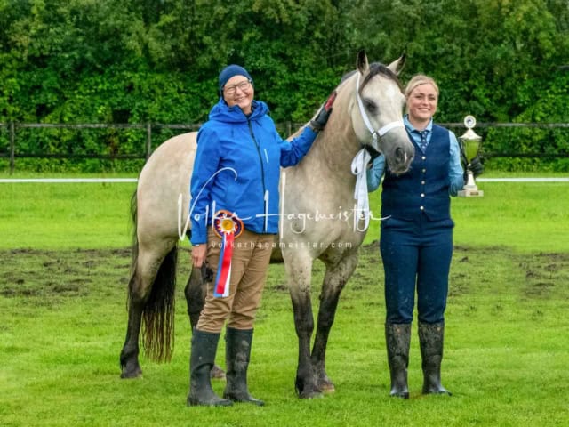 IG Welsh Regionalschau Sekt. D 11