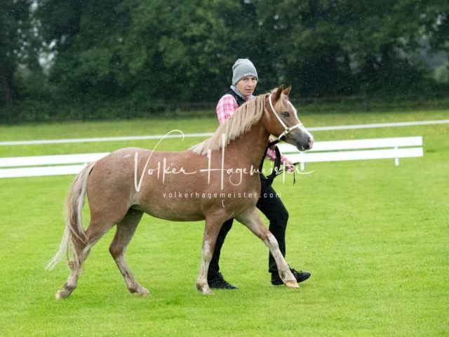 IG Welsh Regionalschau Sekt. A 13