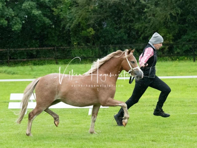 IG Welsh Regionalschau Sekt. A 14