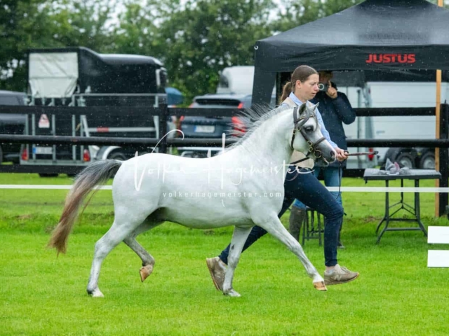 IG Welsh Regionalschau Sekt. A 17