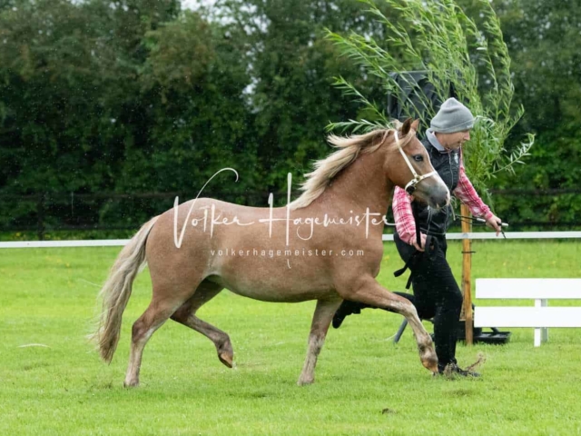 IG Welsh Regionalschau Sekt. A 22
