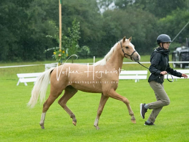 IG Welsh Regionalschau Sekt. A 24