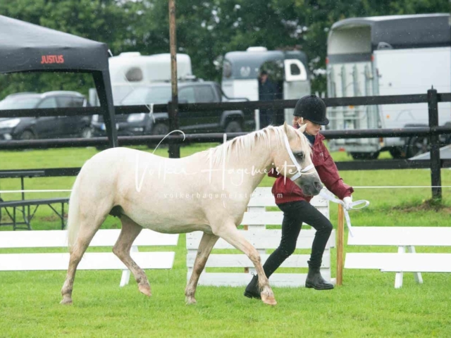 IG Welsh Regionalschau Sekt. A 26