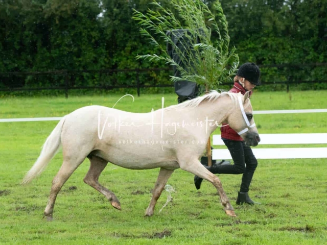 IG Welsh Regionalschau Sekt. A 27