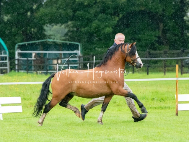 IG Welsh Regionalschau Sekt. A 2