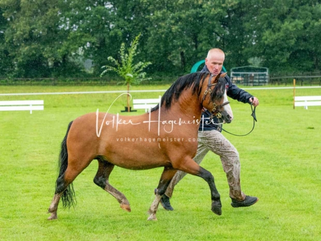 IG Welsh Regionalschau Sekt. A 4
