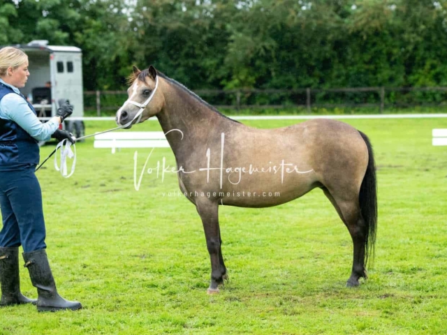 IG Welsh Regionalschau Sekt. A 6