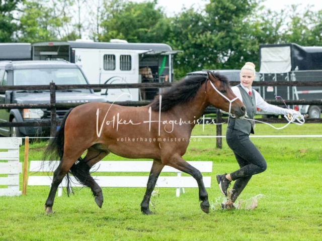 IG Welsh Regionalschau Sekt. A 10